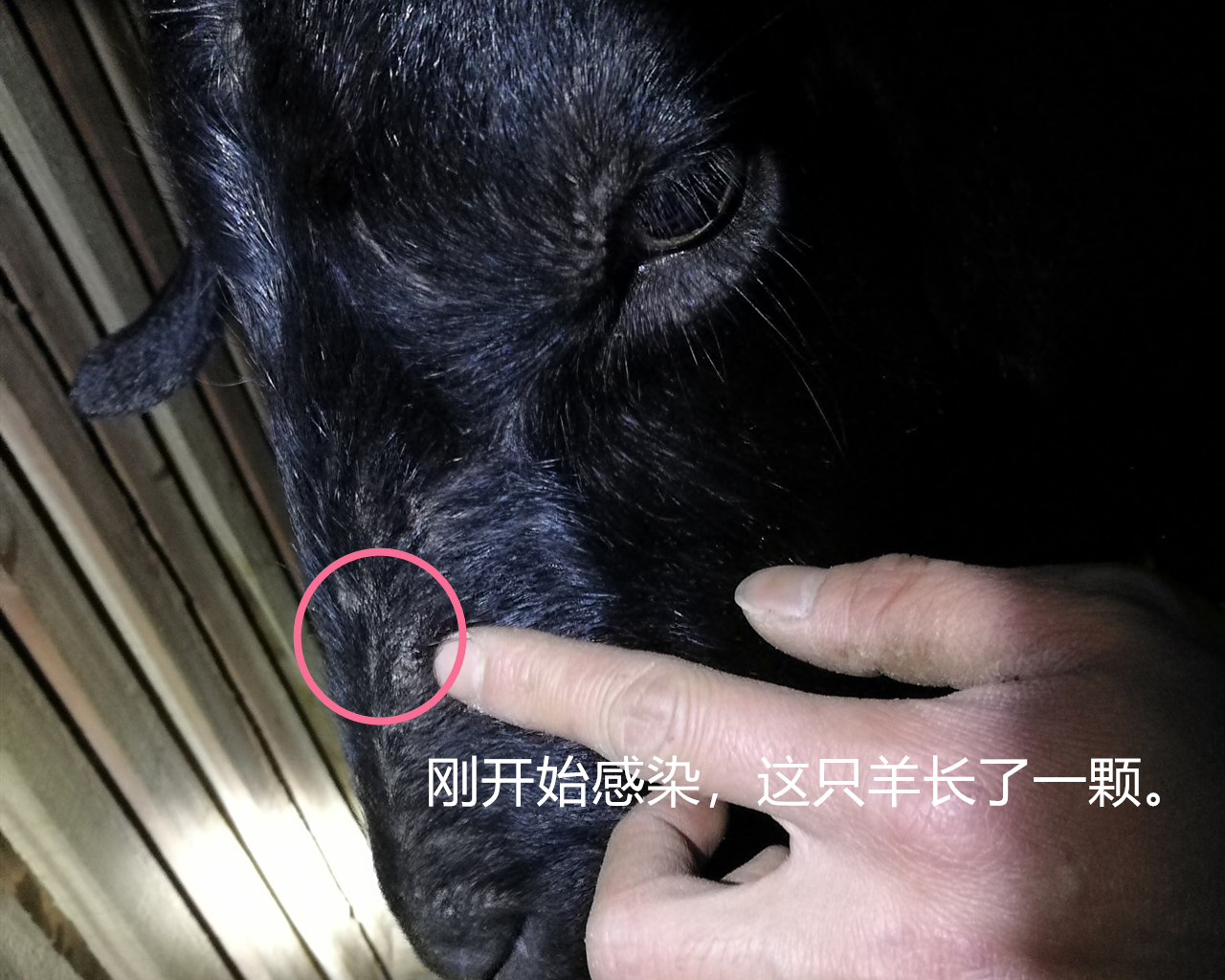 山羊体外寄生虫的防治方法,新手山羊养殖驱虫方法