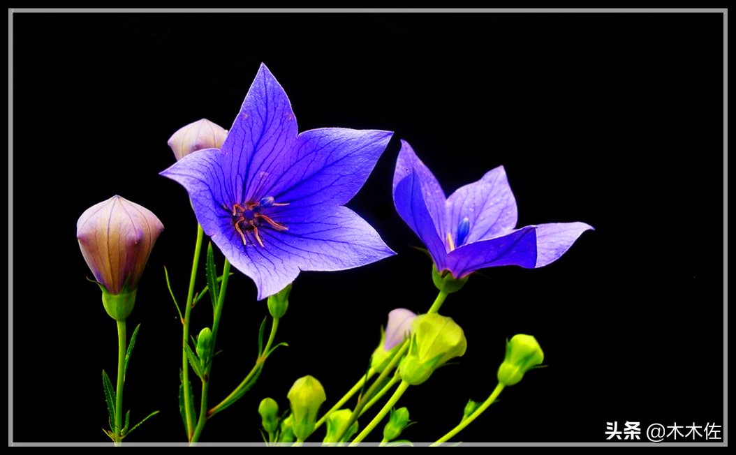 唯美桔梗花,草莓味的桔梗花