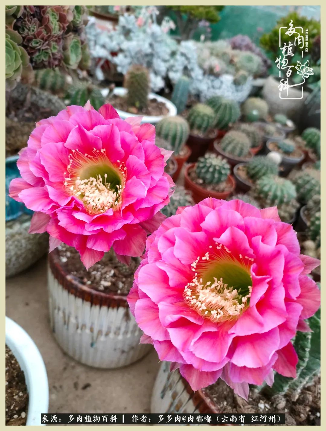 这个春天我们一起去赏花,这个季节我们一起去看花