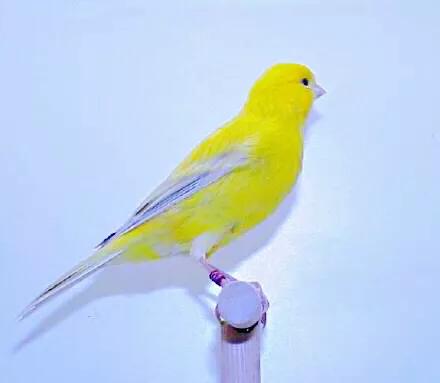 金丝雀羽毛品种,金丝雀能跟什么鸟一起笼养