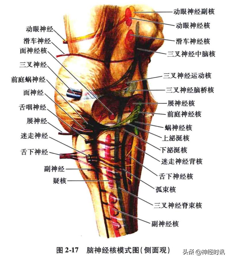 脑干解剖,脑干神经解剖