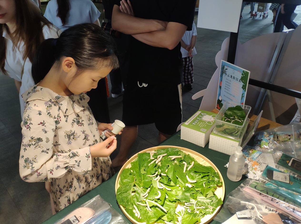 小云龙蚕宝宝养殖套装,怎么饲养彩色蚕宝宝