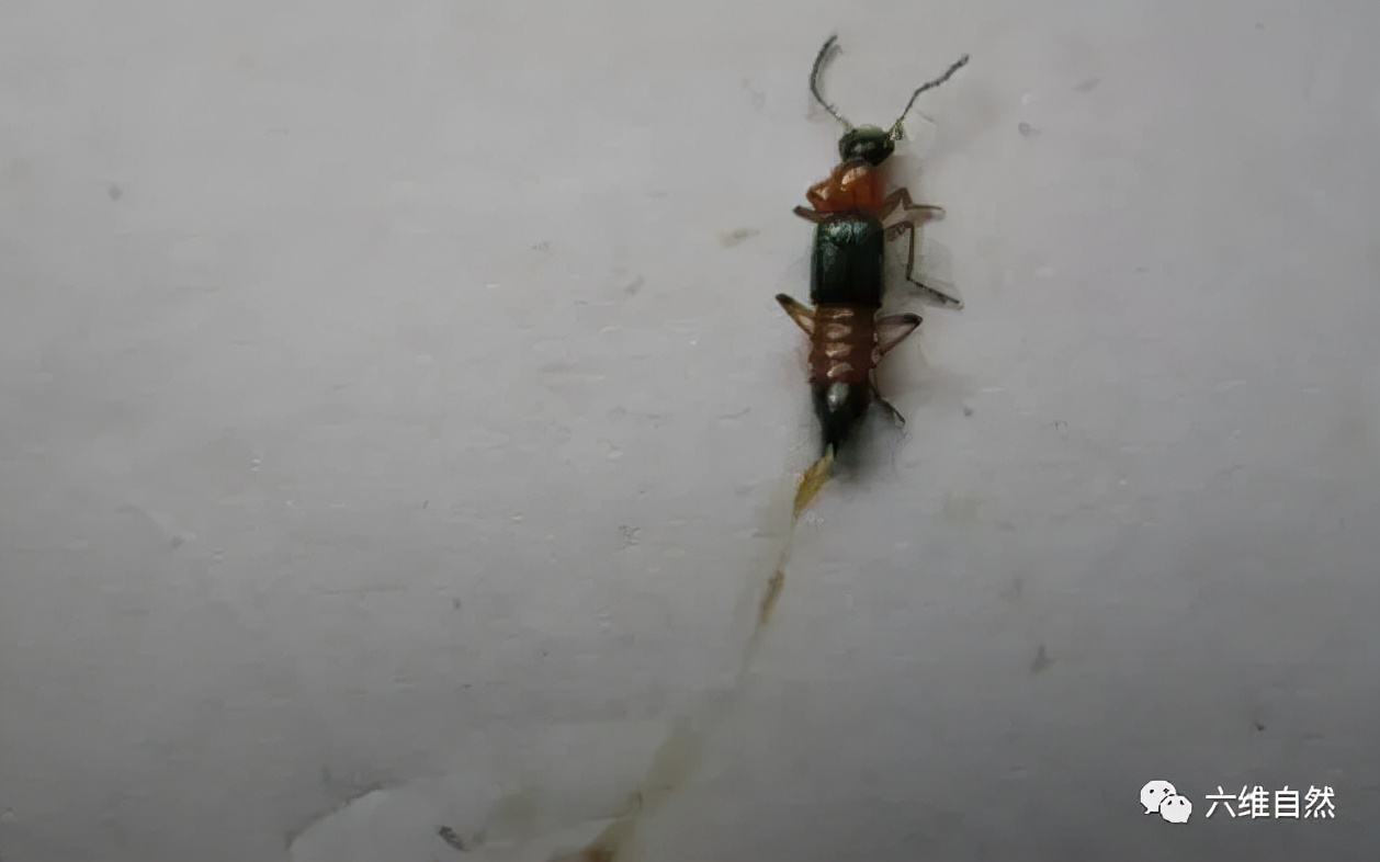 隐翅虫可以用手去拍打吗,拍打隐翅虫多久会有反应