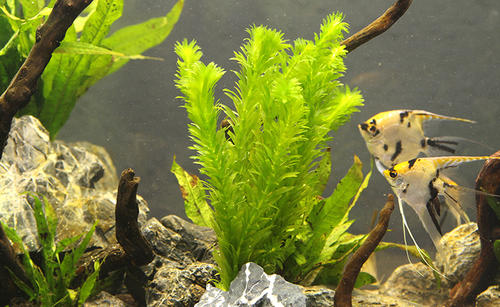 阴性水草的造景方法,100公分阴性水草造景作品