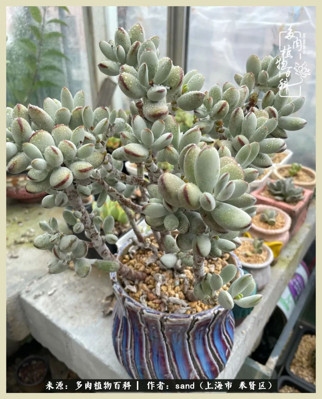 多肉垂落下去该怎么办,多肉在三伏天怎么度夏