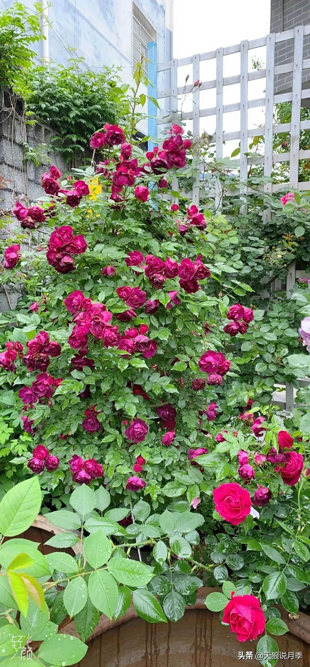 月季春季第一波花要不要剪,月季春季第一波花开后嫁接