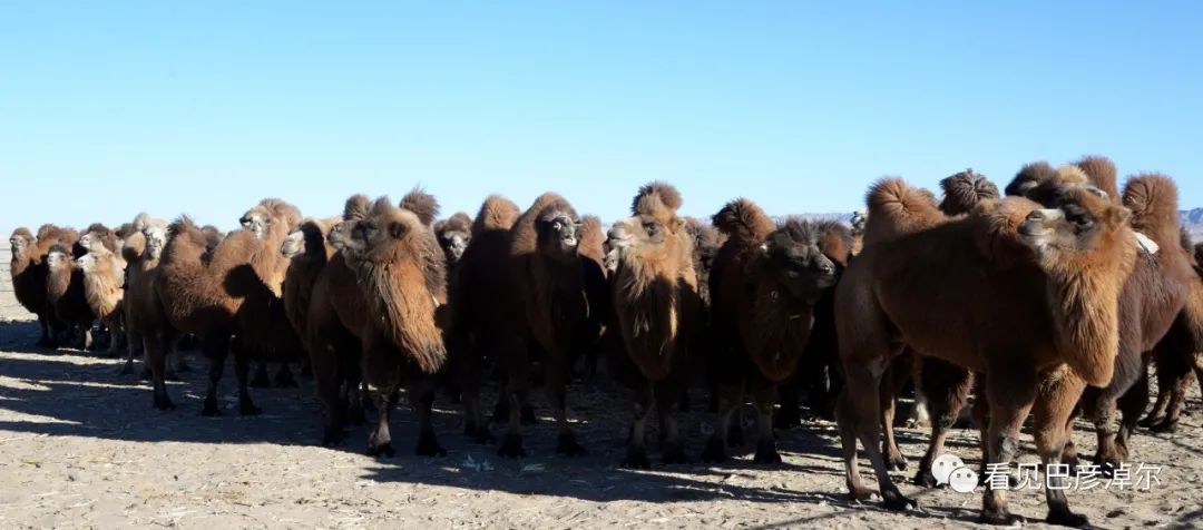 戈壁红驼，乌拉特草原上的珍珠