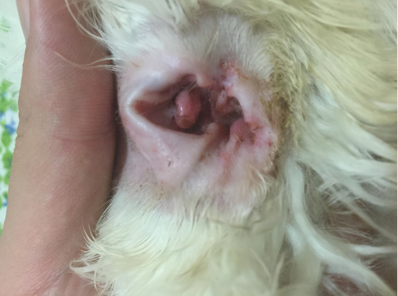 比熊犬泪痕严重是什么原因,比熊犬泪痕比较严重怎么回事