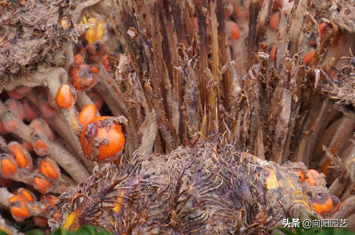 侏罗纪时代的绿植，霸王龙的零食，活了1亿7000万年，它就是铁树
