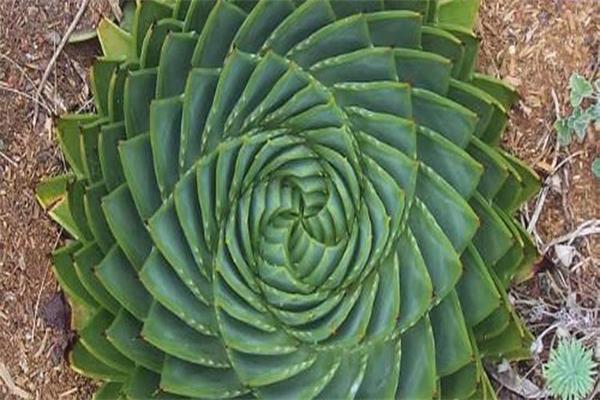 全世界最漂亮的芦荟,芦荟的植物简介
