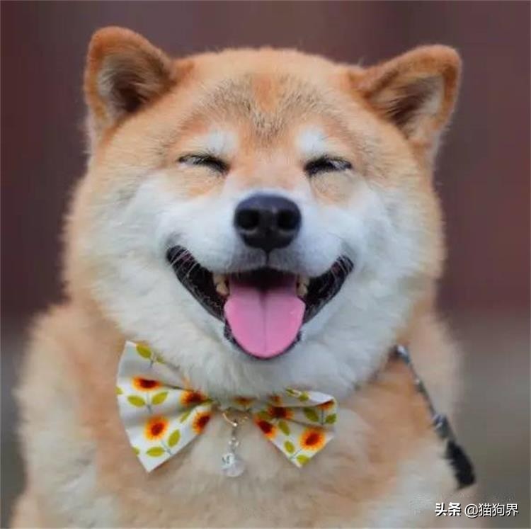 狗狗受惊吓后应激反应,狗狗应激反应会有尿吗