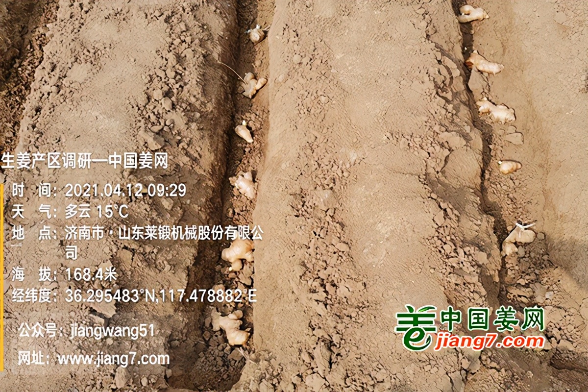 莱芜哪个地方生姜产量最大,莱芜生姜已拥有多少年的种植历史