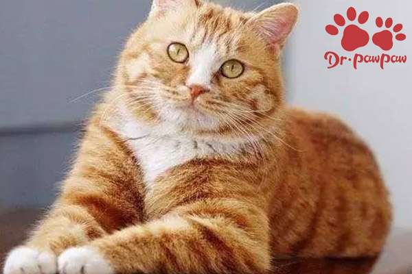 普安特猫咪药靠谱吗,普安特可以治疗猫咪拉稀吗