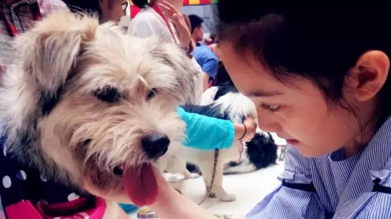 犬猫在什么情况下才会传染狂犬病,狂犬病是患病的猫才会传播的吗