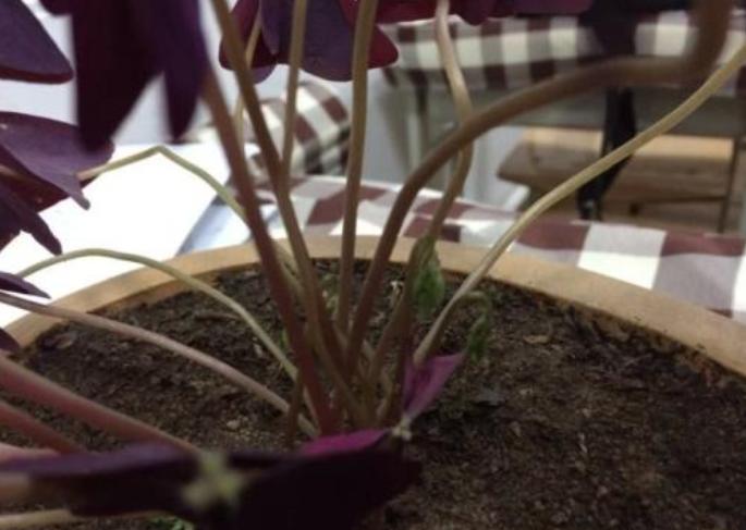 想让花叶绿又茂盛上什么肥,紫叶酢浆草几天可以出苗