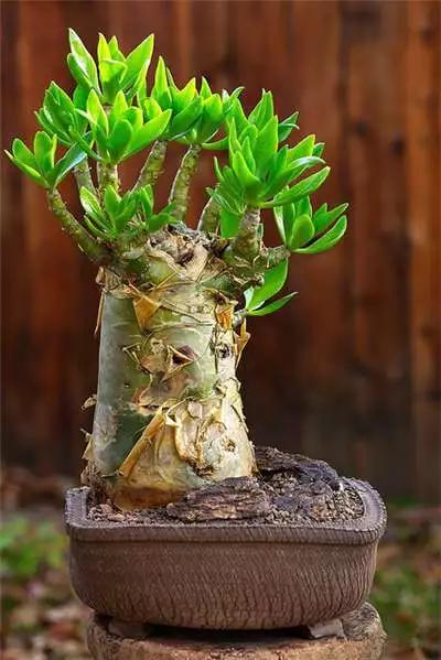 多肉大师手绘花盆,多肉顶级玩家