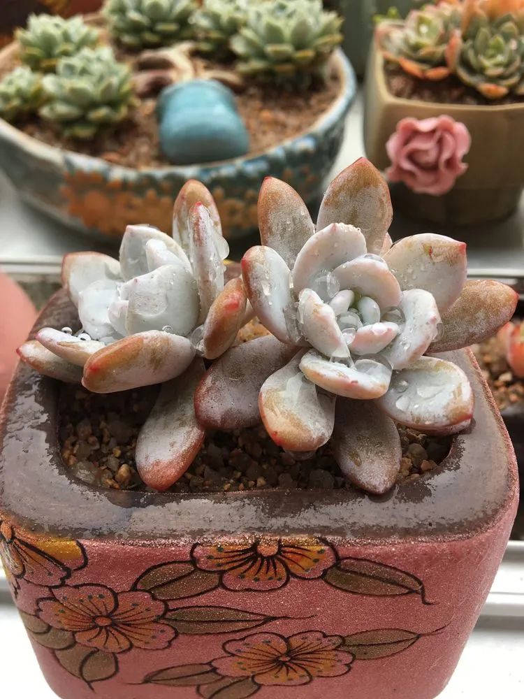 五颜六色的透明多肉,颜色超好看的多肉