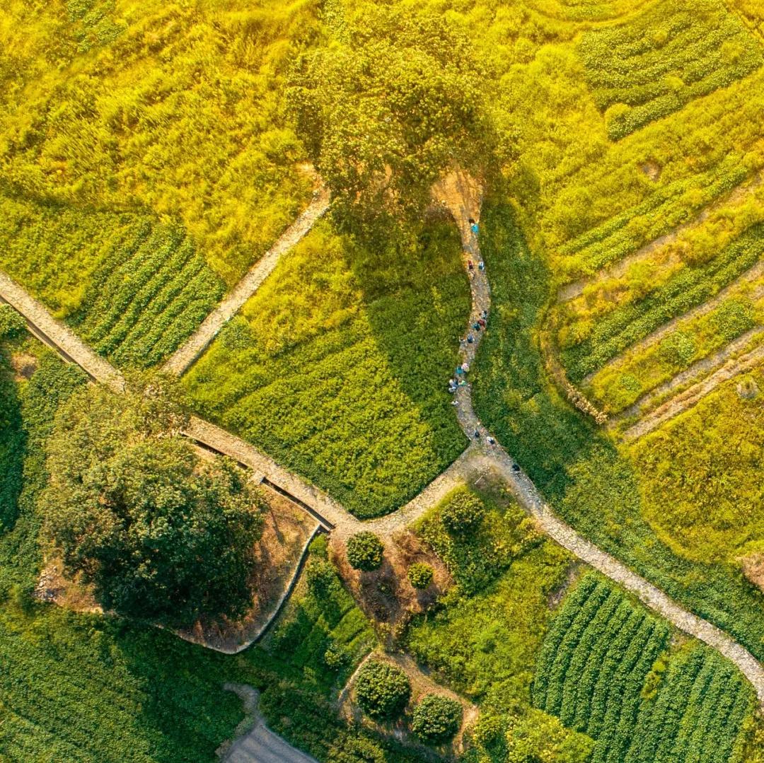 来到海南吃荔枝,到海南吃到的热带水果