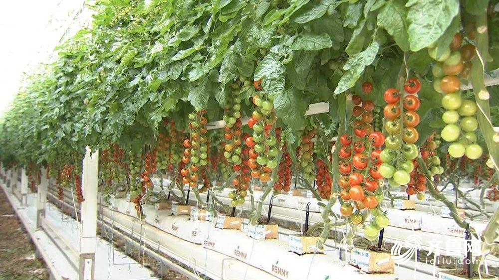 农贸市场食品安全公示栏,2020年食品安全示范城市名单