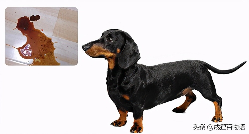 狗狗感染细小和冠状能治好吗,狗狗感染了细小怎么治疗