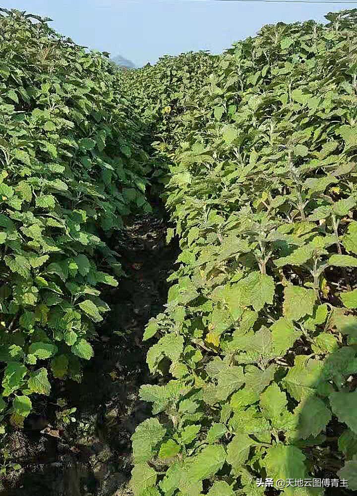 本轮中药材行情上涨原因何在,中药材未来行情以及风险