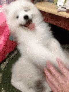 第1次想养纯种狗应该怎么挑,纯种狗和不纯种哪个好养