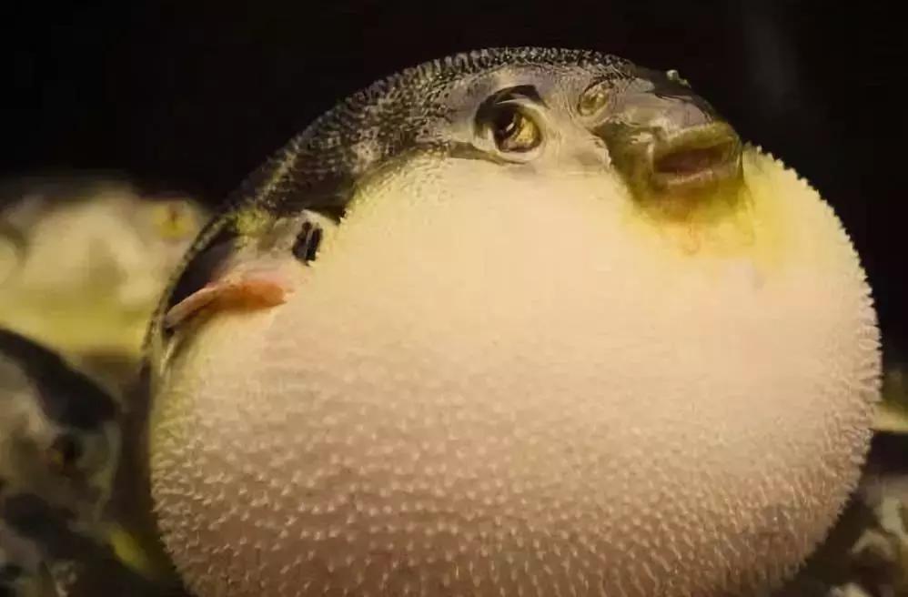 关于日本的冷知识和文化,关于日本人的冷知识