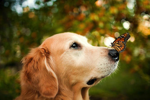 金毛狗狗的优点和缺点,金毛的优点和缺点