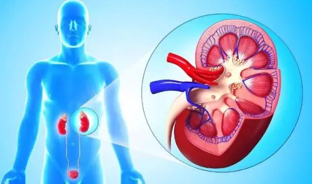 出汗腰痛、同房力不从心,是不是肾脏有问题?