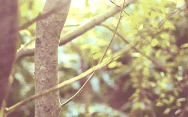 福建春天花海旅游攻略,福建春季游玩好去处推荐