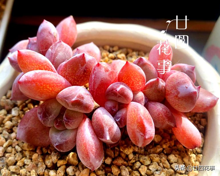 多肉植物如何上色更快呢,多肉植物不上色