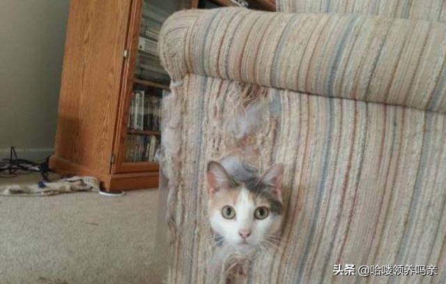 猫咪咬家具怎么办,猫咪太爱干净怎么办