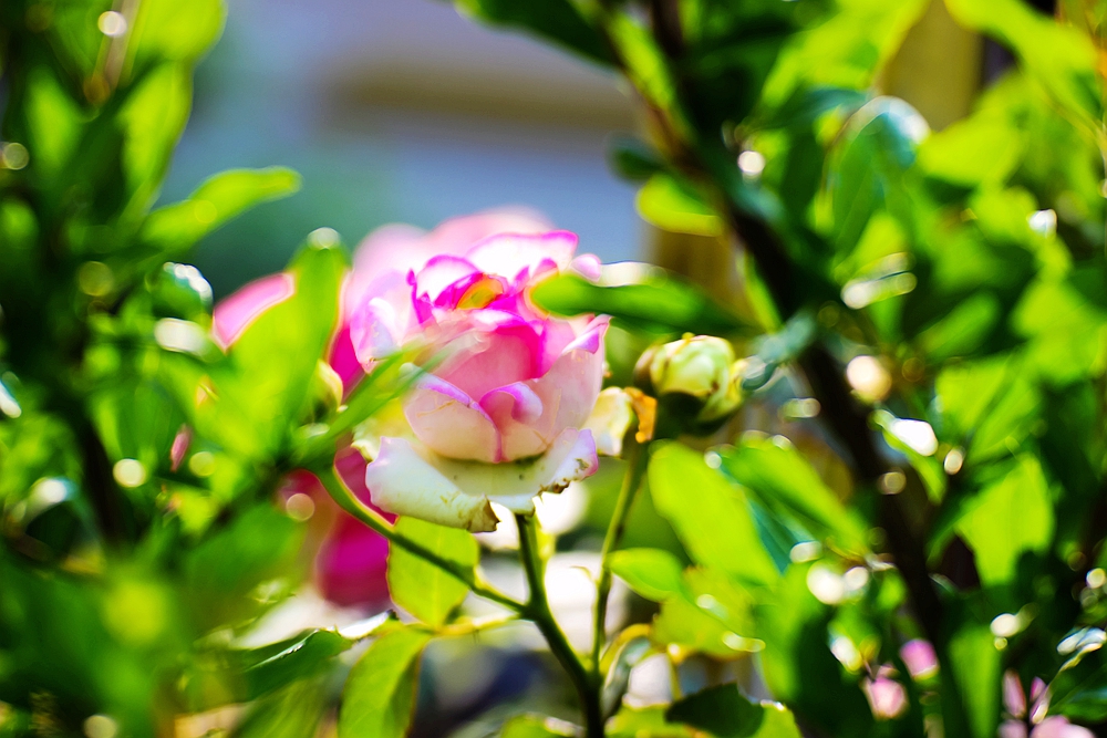 月季被称为花中皇后的故事,月季是国花还是市花