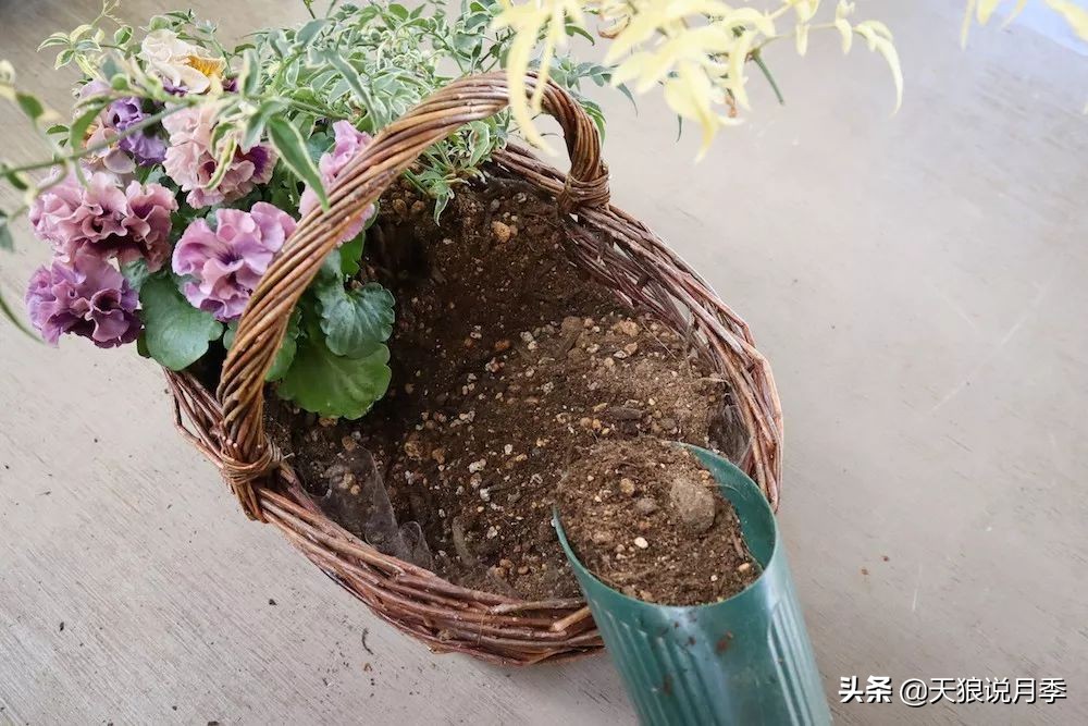 三色堇花卉盆栽,四季开花盆栽三色堇