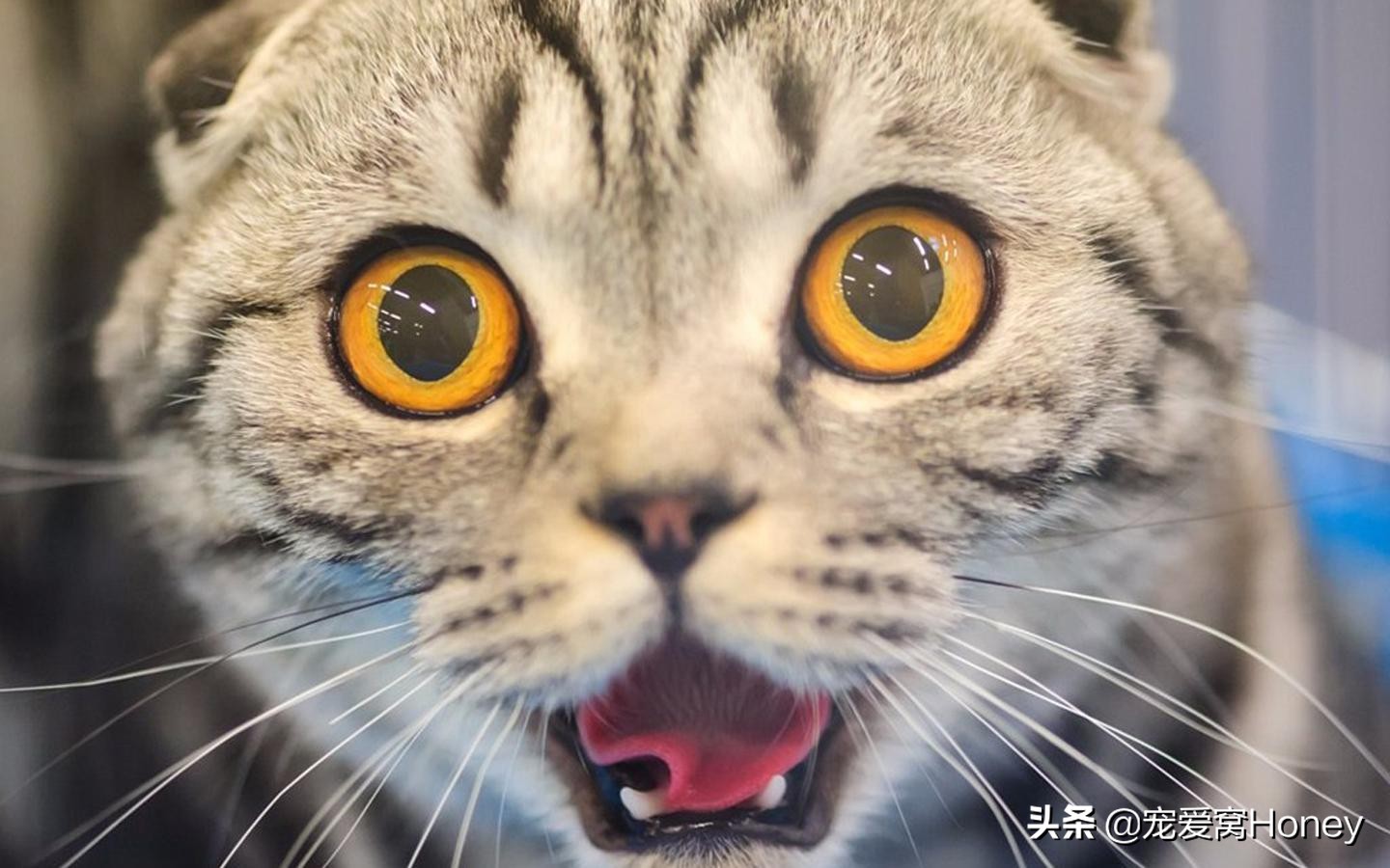 猫咪总是撒娇一样的叫声是啥意思,猫咪各种声音代表什么