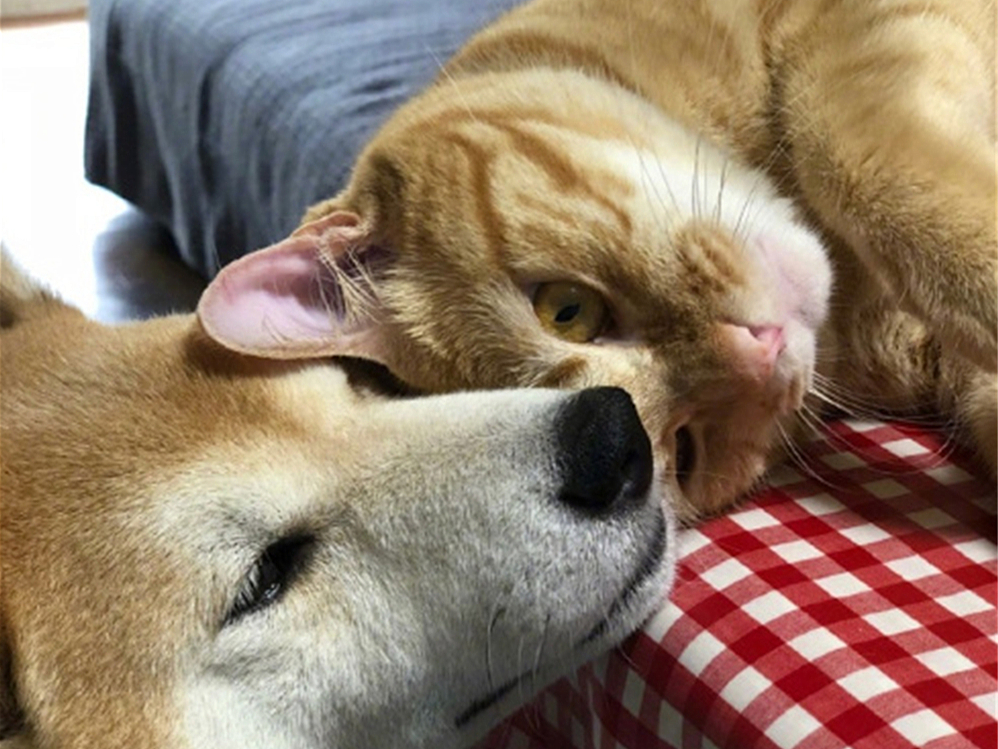 胖橘离奇暴瘦15斤，了解后才知，原是陪伴猫咪长大的柴犬过世了