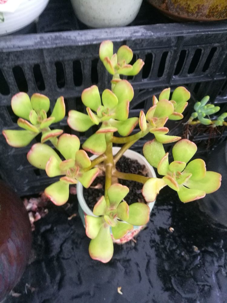 误打误撞的多肉情缘,带我走进多肉小世界!