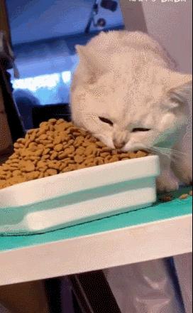 猫咪界干饭王,喵界干饭王