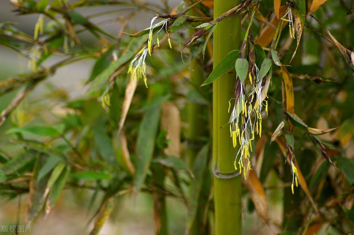 竹叶常见病害,竹叶上有白霉状虫子