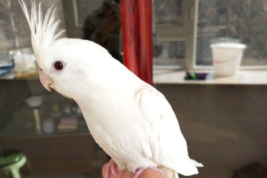 玄凤鹦鹉刚出生怎么辨别品种,玄凤鹦鹉有多少个品种