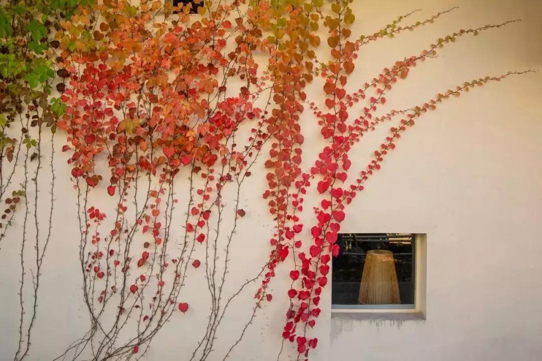 惠州秋长谷民宿推荐,惠州这家最有格调稻田民宿