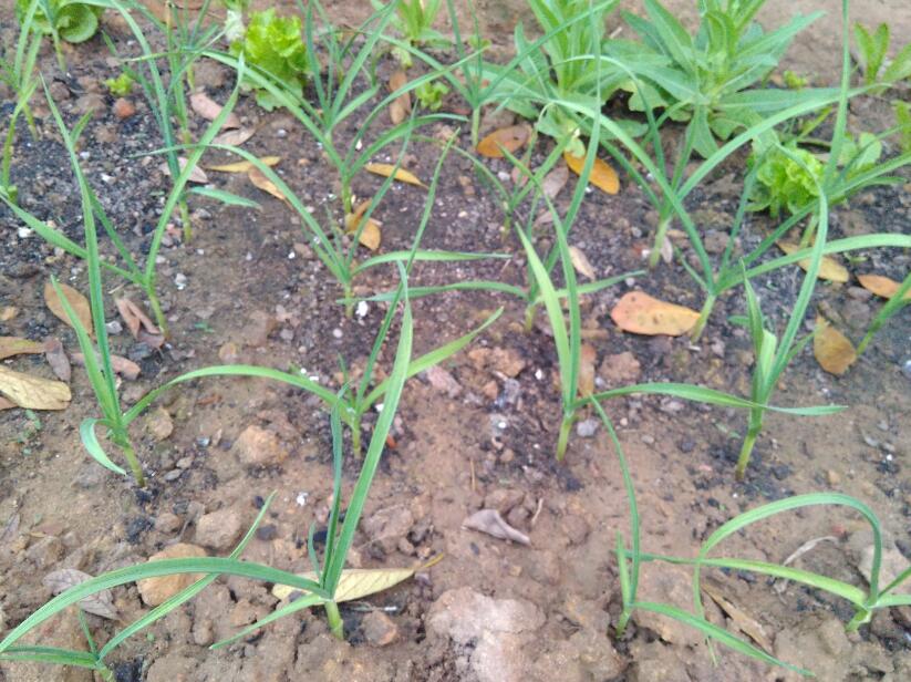 土壤中蒜苗需要把它全部盖住吗,大矿泉水瓶蒜苗土壤种植方法