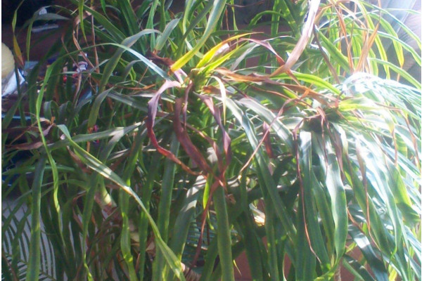 龙须兰叶子发黄怎么修剪,龙须兰枝干萎缩叶尖发黄干枯