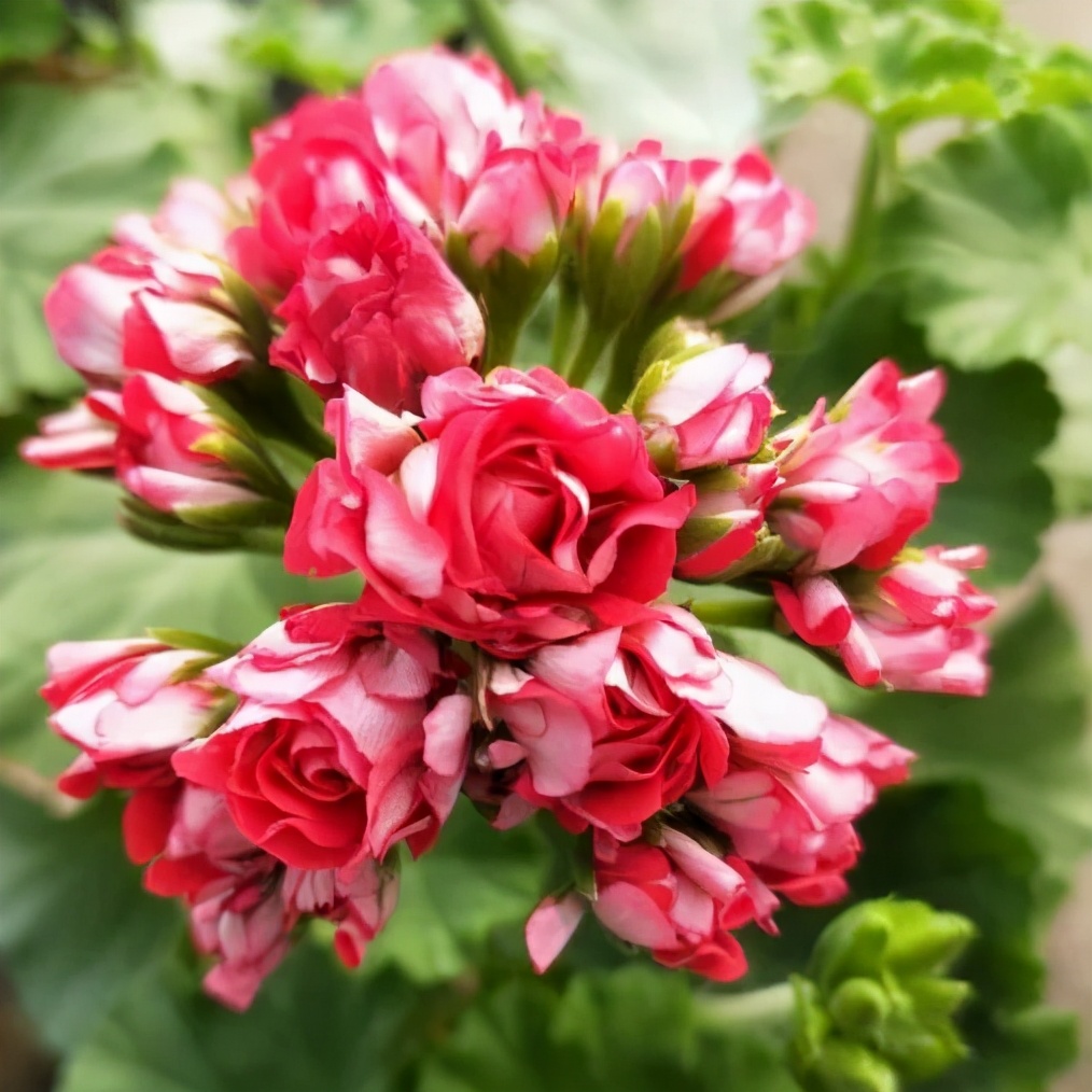 这种花别乱浇水水越多越不开花,这种花不怕冷好养易活