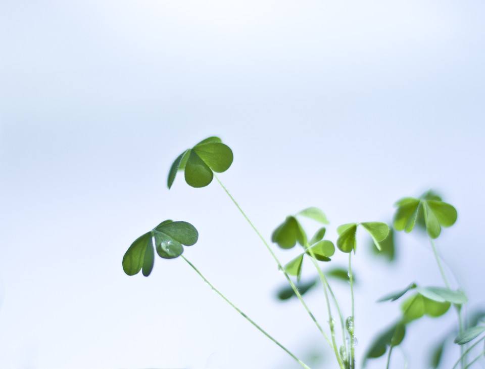 三叶草出现在哪个位置容易发现,三叶草的特点和生长位置