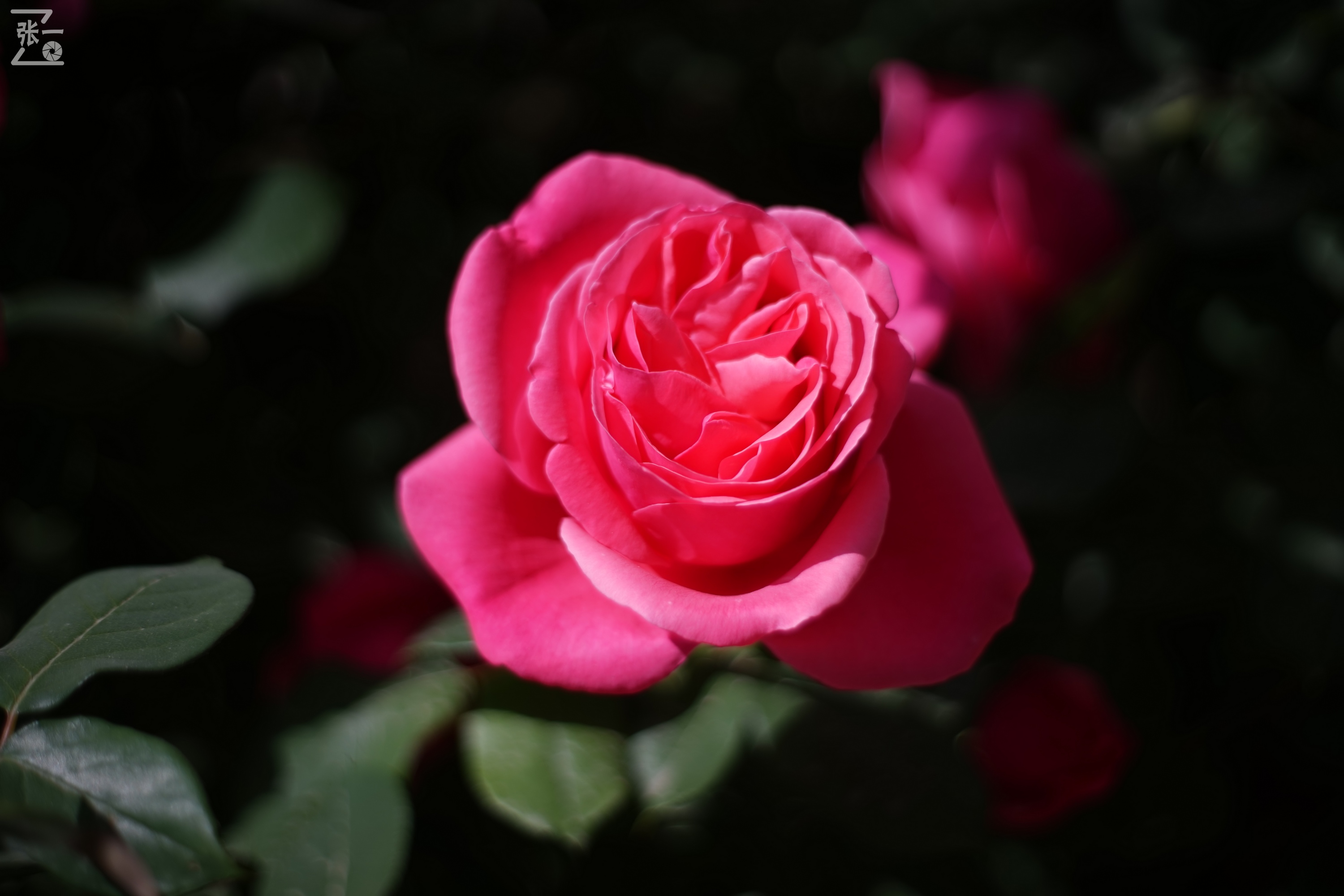 凤凰国产50mm镜头,凤凰索尼e口镜头