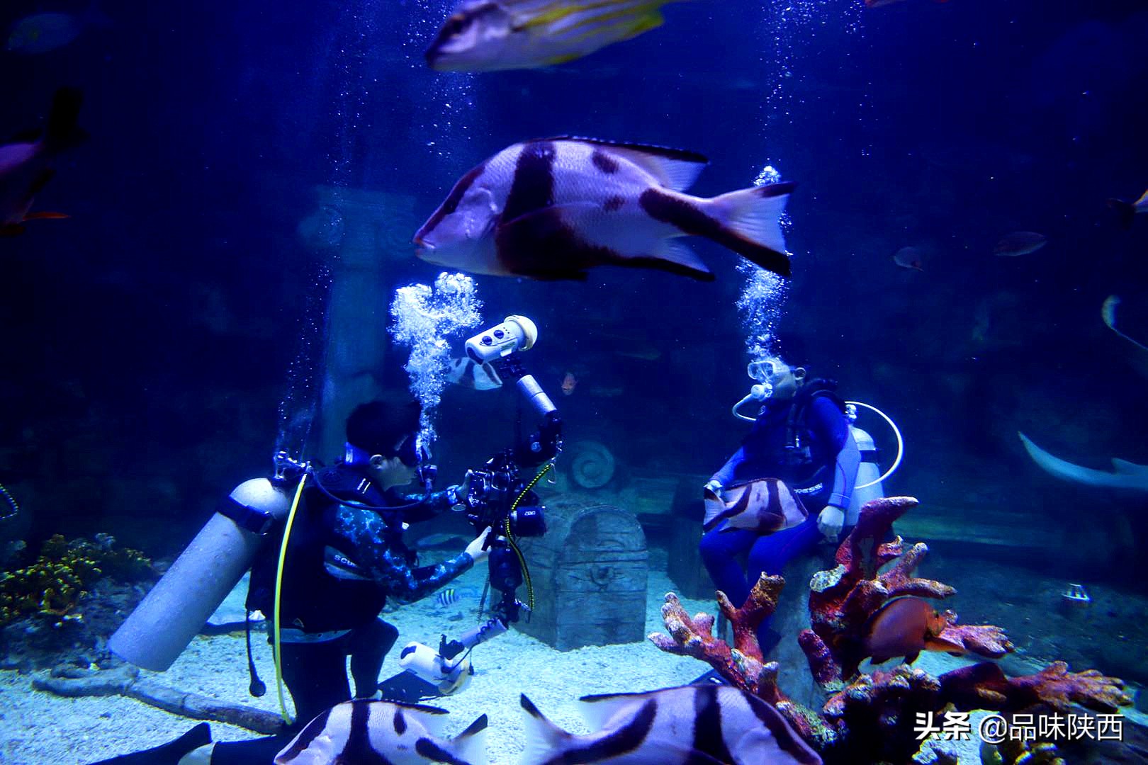 西安曲江海洋馆怎么样,西安曲江海洋馆有什么项目