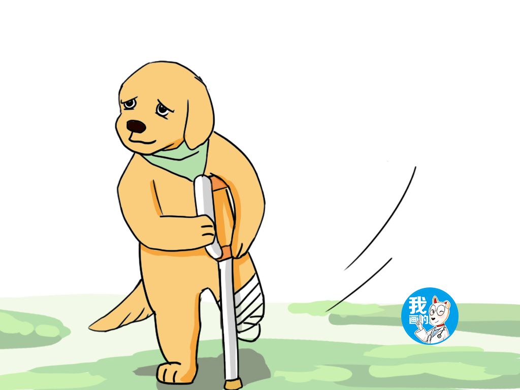 狗狗髌骨脱位怎么分辨是暴力所致,狗髌骨脱位表现柴犬