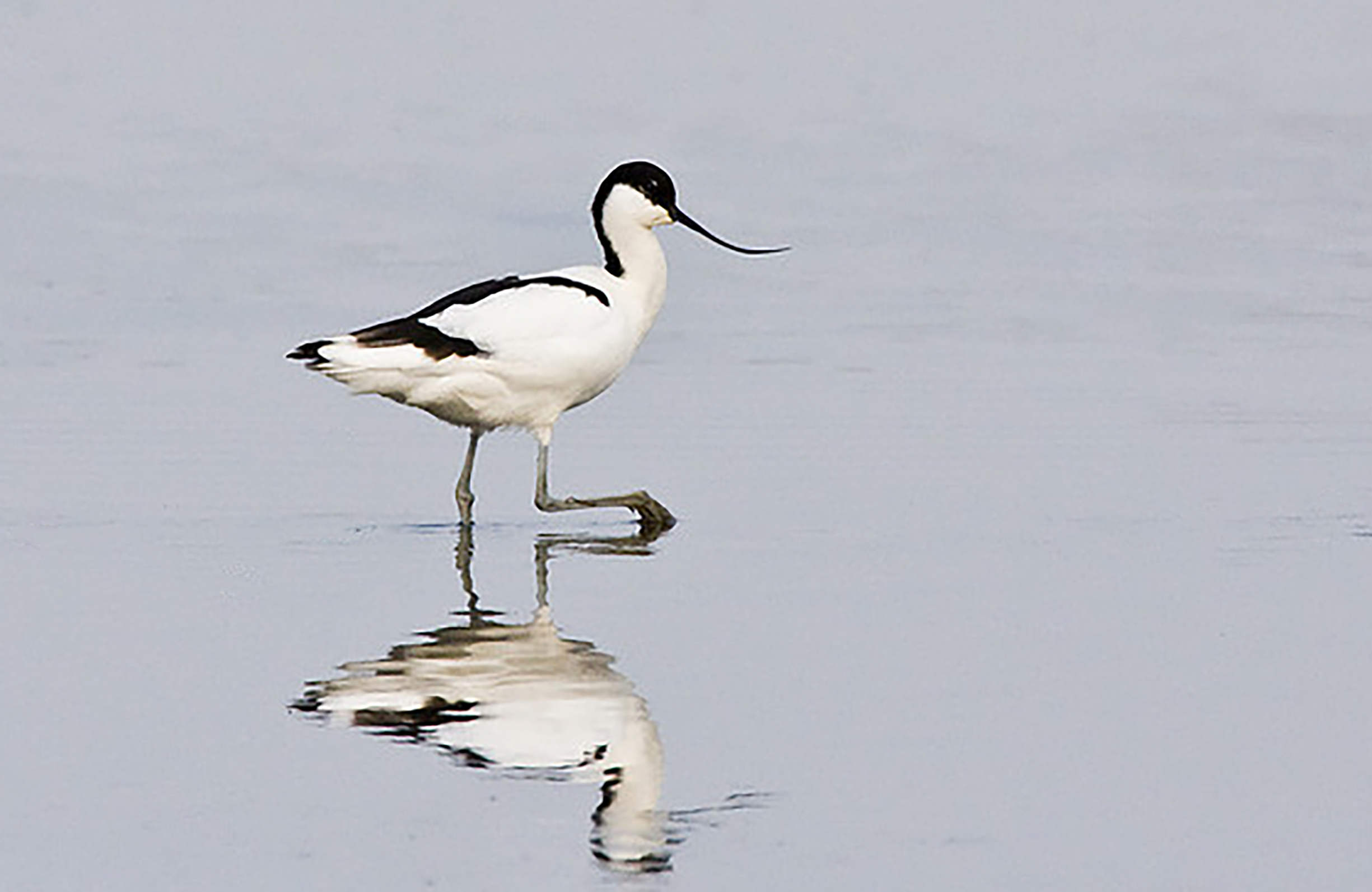 广东常见鸟类图谱图文,广东常见鸟类图谱