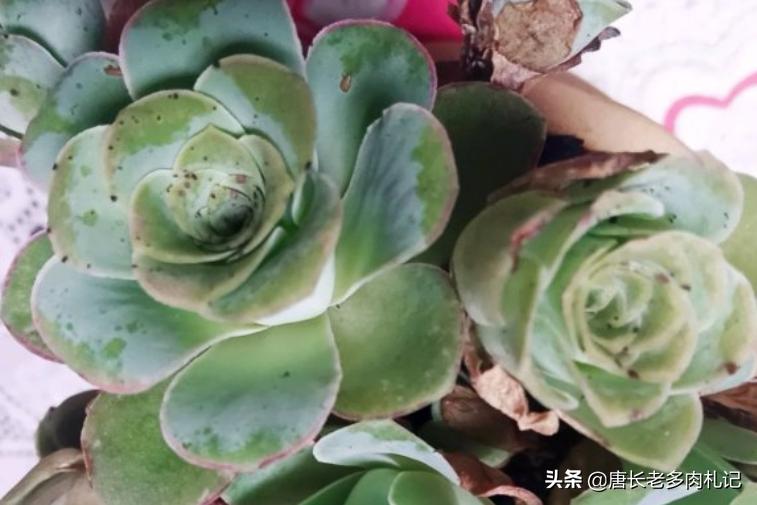 多肉山地玫瑰长黑点,山地玫瑰多肉主根黑了